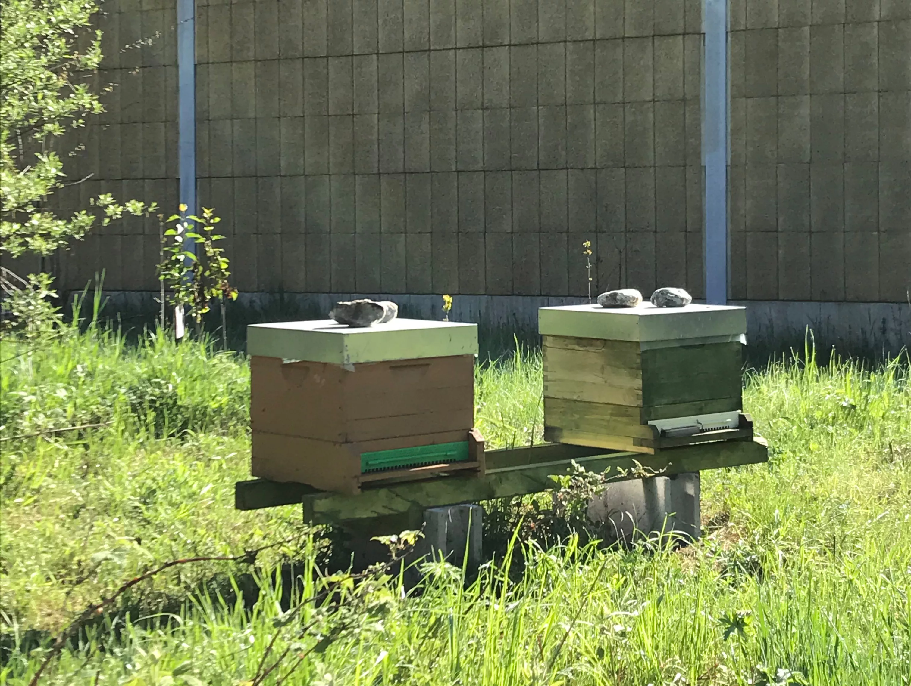 Bienenstöcke auf einer Wiese im Hintergrund eine Lärmschutzwand