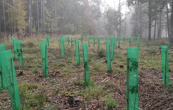 Standortgerechte Laubbaumarten zur Waldverbesserung