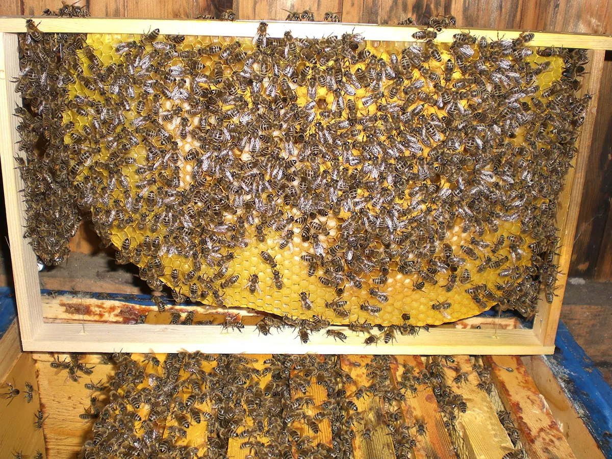 Honigwabe voller Bienen