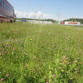 Grünraumpflege entlang der Autobahn: Von B wie Biene bis N wie Neophyten