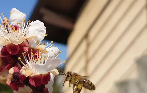 Nahaufnahme einer Biene an einer Blüte