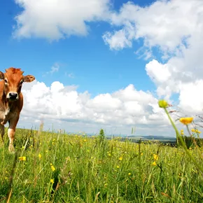 Pilotprojekt: Bewirtschaftung unserer Grünflächen durch Aubrac Rinder 