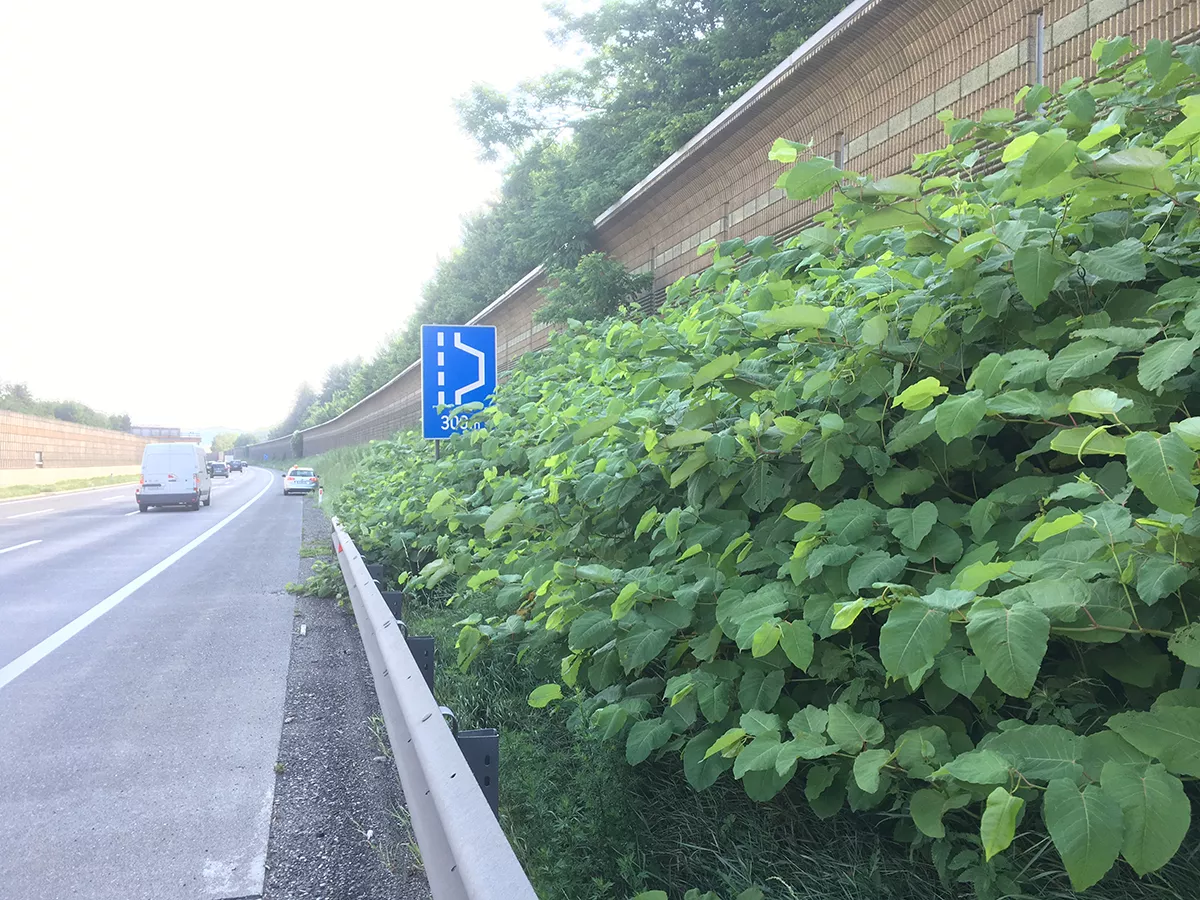 Ein Staudenknöterich verdeckt beinahe ein Verkehrszeichen entlang einer Autobahn 