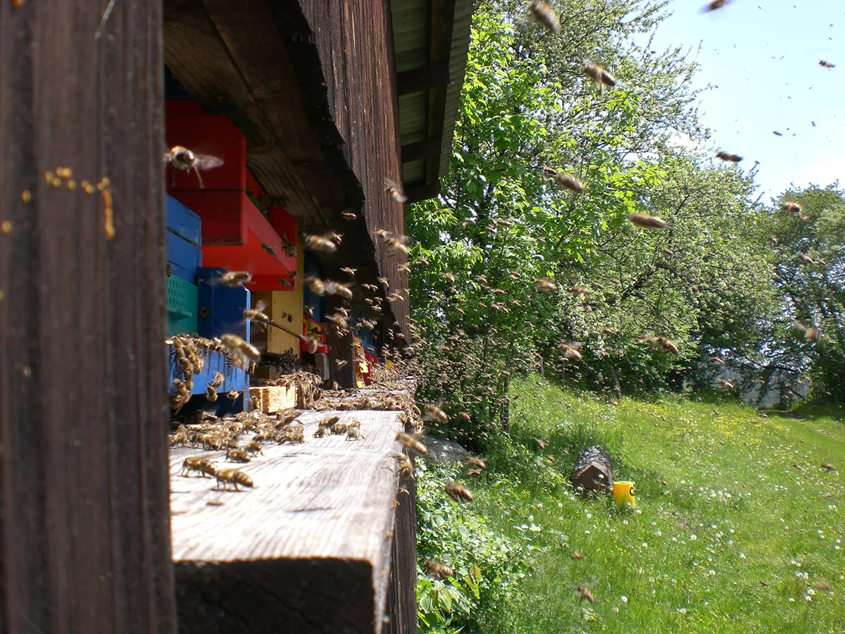 Viele Bienen beim Flugloch eines Bienenstocks