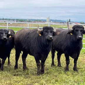 Bewirtschaftung unserer Grünflächen durch Aubrac Rinder und Wasserbüffel