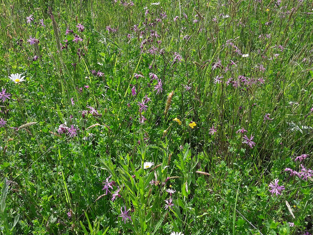 Blumen blühen in voller Blüte auf einer Ausgleichsfläche