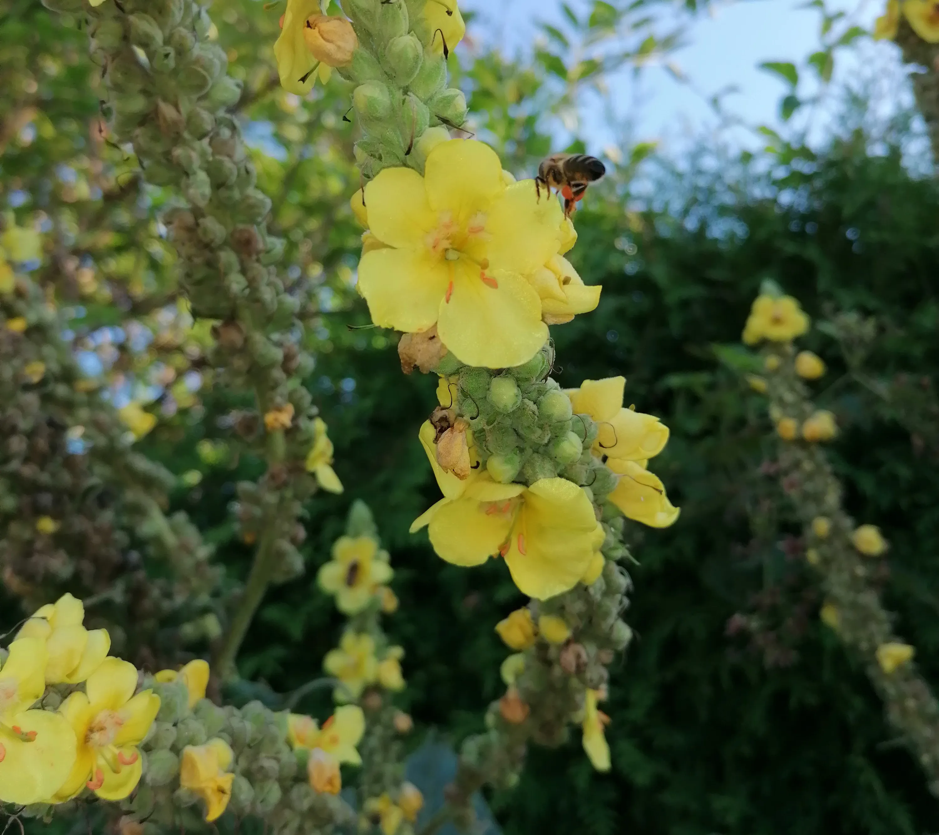 Biene im Anflug zu einer Blüte