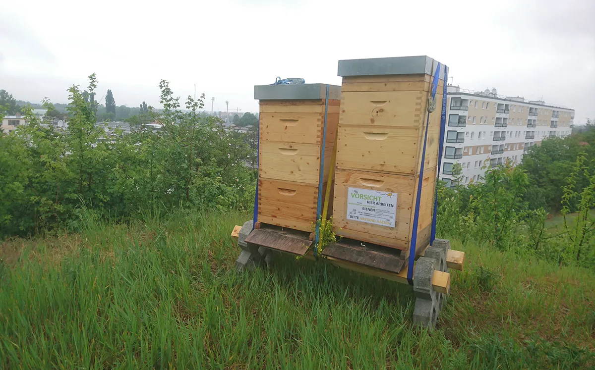 Bienenstöcke auf einer Anhöhe, in Hintergrund Wohngebäude