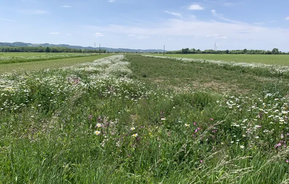 Eine Brache wird links und rechts von einer Wiese mit Margeriten gesäumt