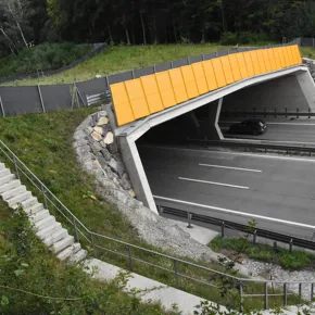 Lebensraum Straße? Grünquerungen als Wanderroute und Unterkunft