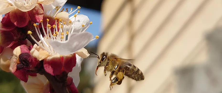 Bienen ein Zuhause geben: Artenschutz bei der ASFINAG