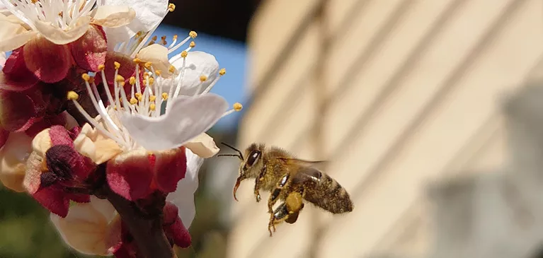 Honigbiene im Anflug an eine Blüte