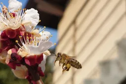 Honigbiene im Anflug an eine Blüte
